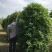 桂花地笼基地，地笼桂花2.2高，桂花树价格
