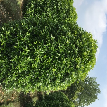 桂花地笼基地，地笼桂花2.2高，桂花树价格