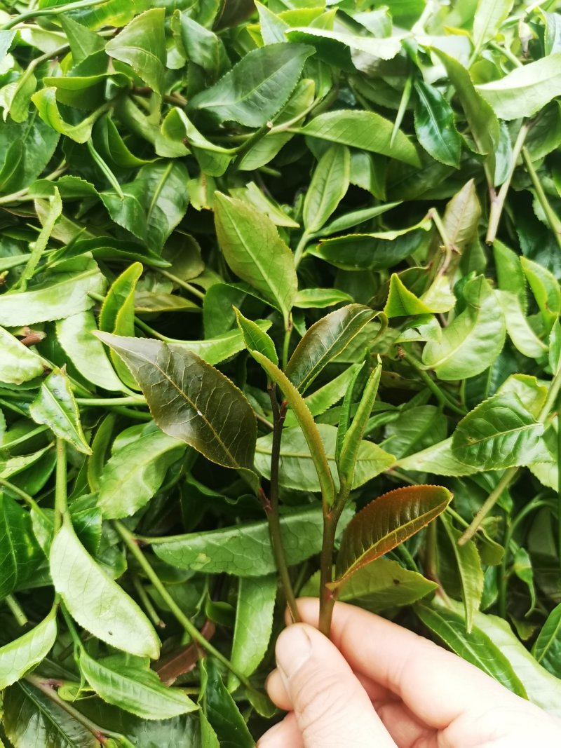 紫芽茶