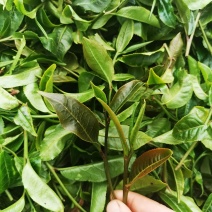 紫芽茶