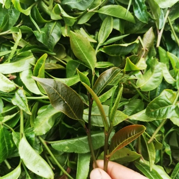 紫芽茶