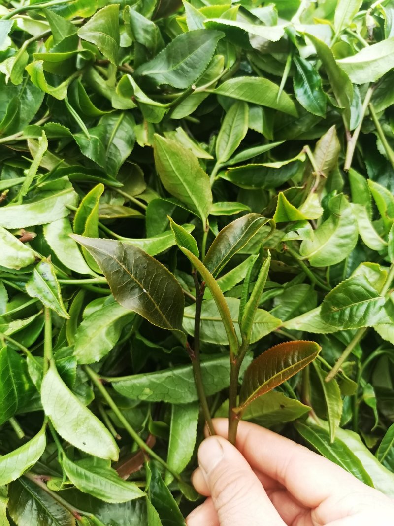 紫芽茶