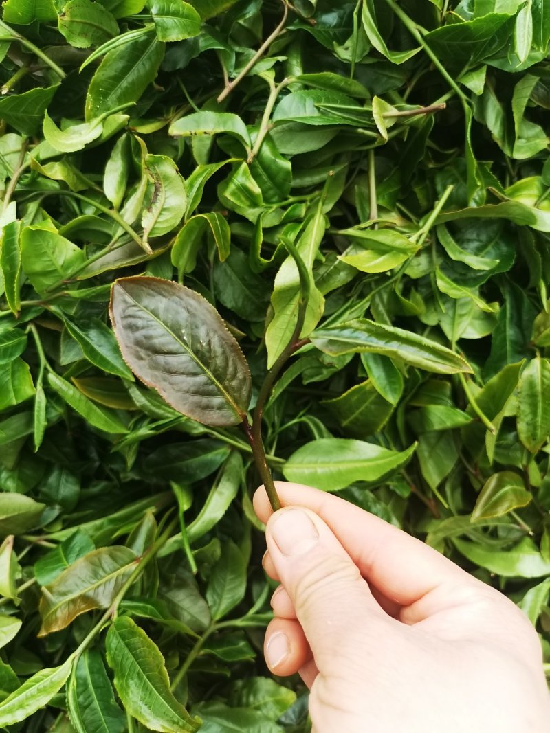 紫芽茶
