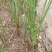野生香蒲草水蜡烛毛蜡烛幼苗小量供应现挖现发