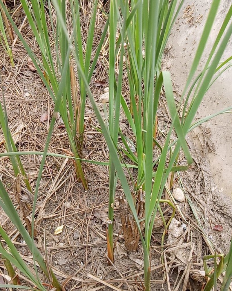 野生香蒲草水蜡烛毛蜡烛幼苗小量供应现挖现发
