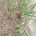 野生香蒲草水蜡烛毛蜡烛幼苗小量供应现挖现发