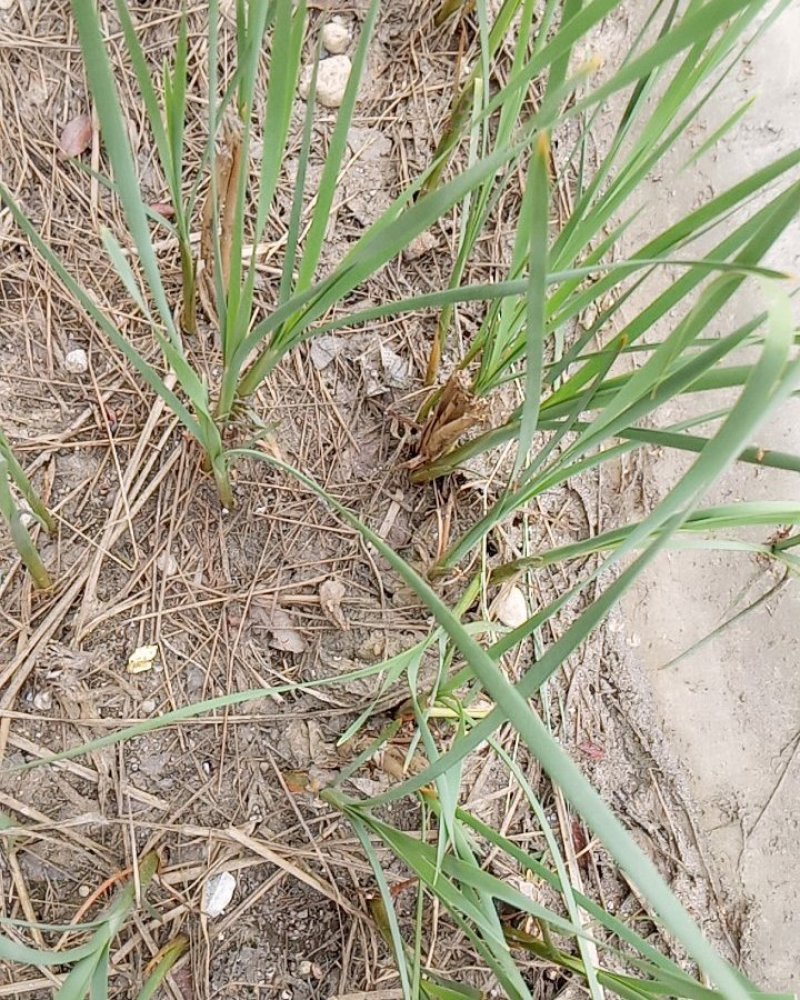 野生香蒲草水蜡烛毛蜡烛幼苗小量供应现挖现发