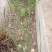 野生香蒲草水蜡烛毛蜡烛幼苗小量供应现挖现发