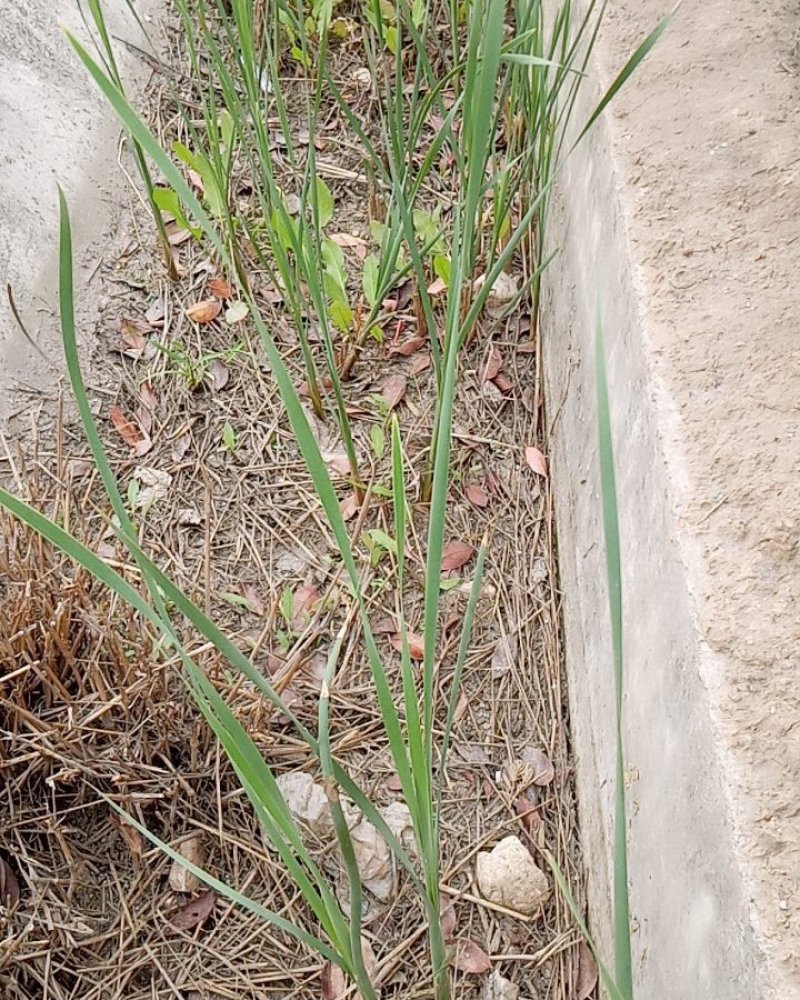 野生香蒲草水蜡烛毛蜡烛幼苗小量供应现挖现发