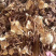 茶树菇古田茶树菇厂家低价批发跑江湖地摊货源