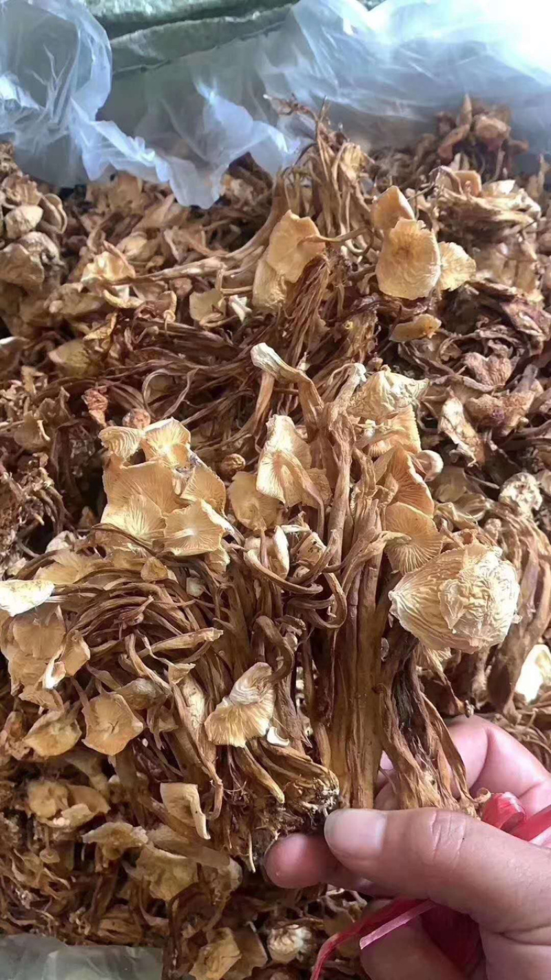 茶树菇古田茶树菇厂家低价批发跑江湖地摊货源