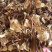 茶树菇古田茶树菇厂家低价批发跑江湖地摊货源