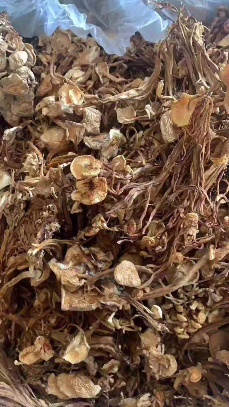 茶树菇古田茶树菇厂家低价批发跑江湖地摊货源