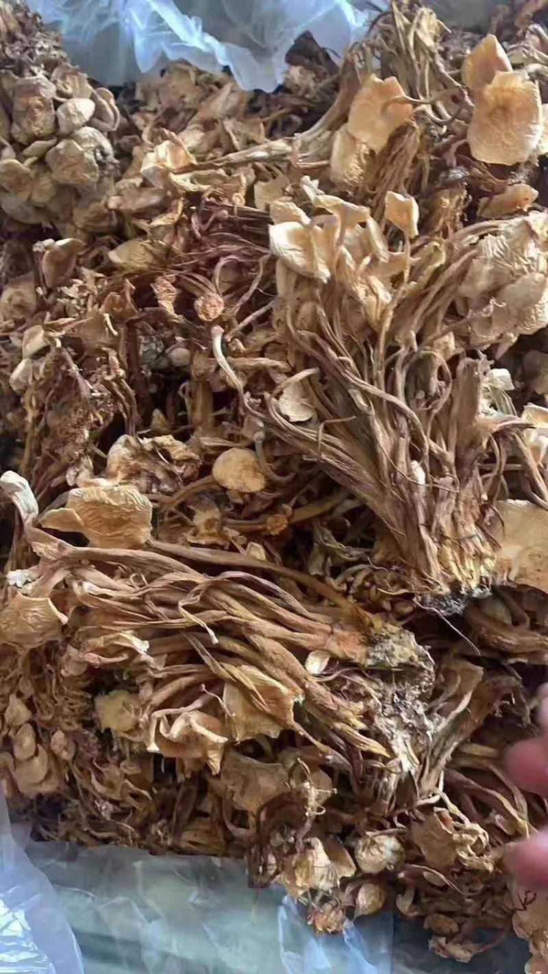 茶树菇古田茶树菇厂家低价批发跑江湖地摊货源