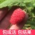野生树莓苗双季红树莓覆盆子树苗黑莓南方北方种植盆栽地栽果