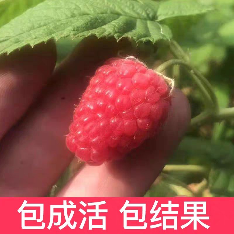 野生树莓苗双季红树莓覆盆子树苗黑莓南方北方种植盆栽地栽果