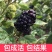 野生树莓苗双季红树莓覆盆子树苗黑莓南方北方种植盆栽地栽果
