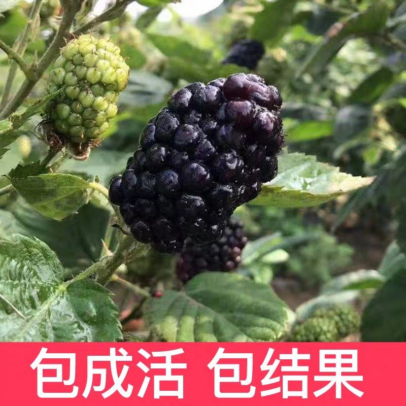野生树莓苗双季红树莓覆盆子树苗黑莓南方北方种植盆栽地栽果