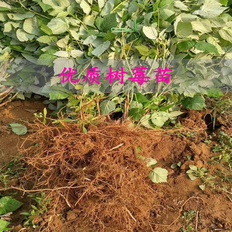 野生树莓苗双季红树莓覆盆子树苗黑莓南方北方种植盆栽地栽果
