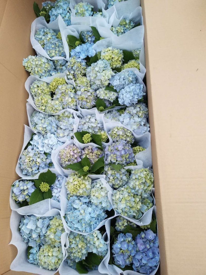 绣球品种绣球观赏绣球基地直发欢迎实地看货