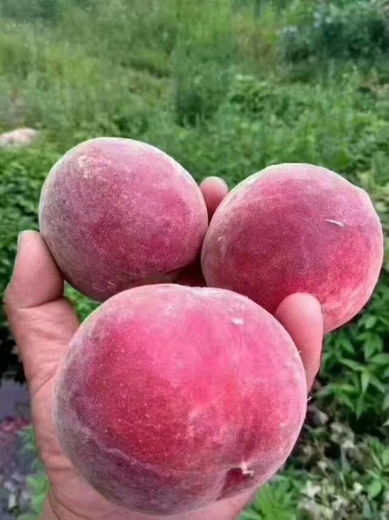 蒙阴蜜桃应季桃即将大量上市产地直供货源充足