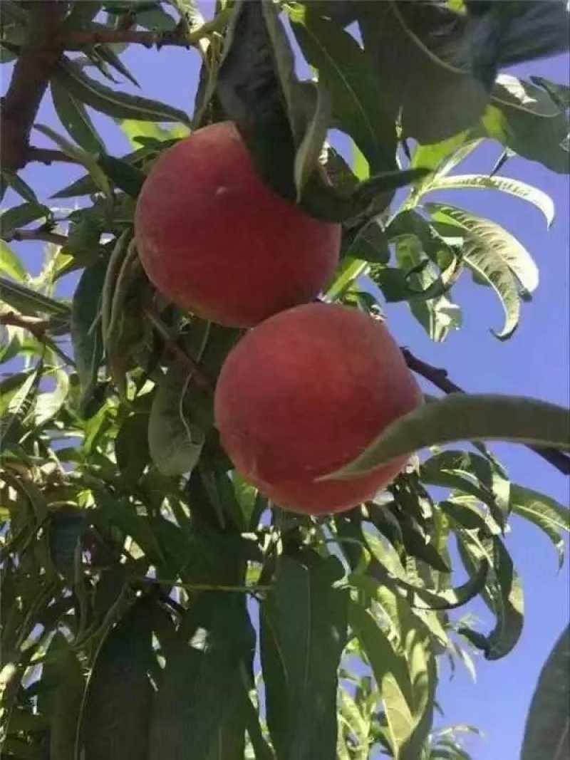 蒙阴蜜桃应季桃即将大量上市产地直供货源充足