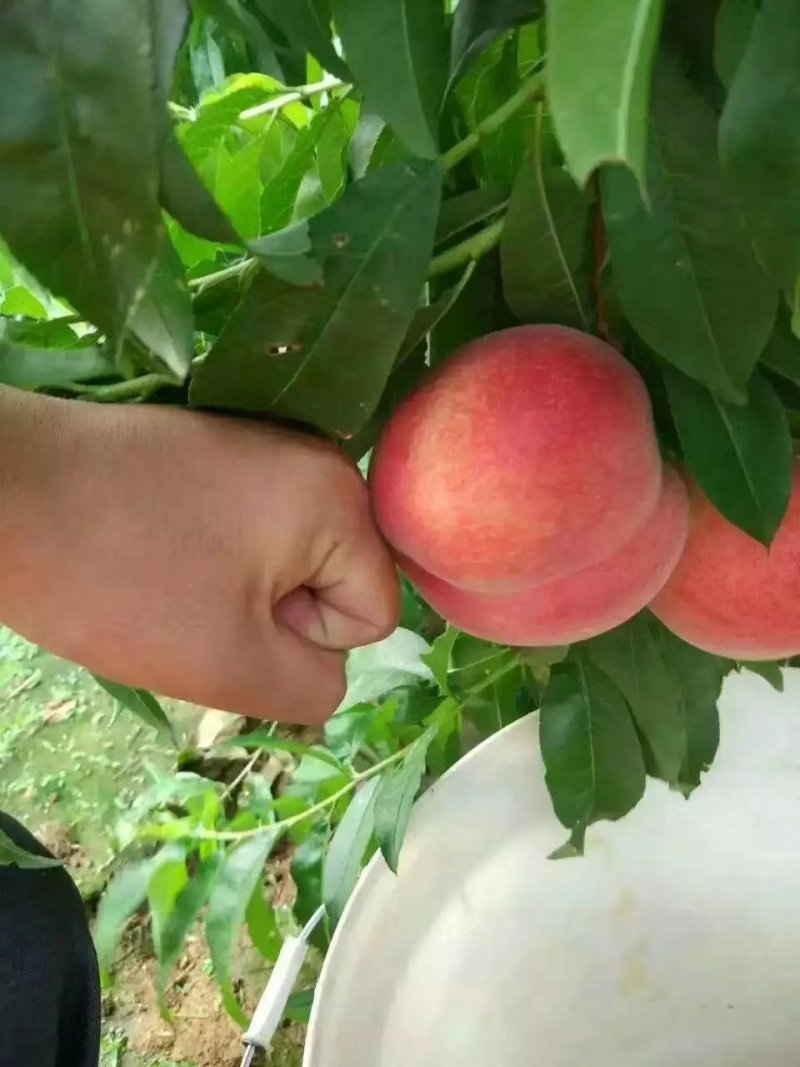 蒙阴蜜桃应季桃即将大量上市产地直供货源充足