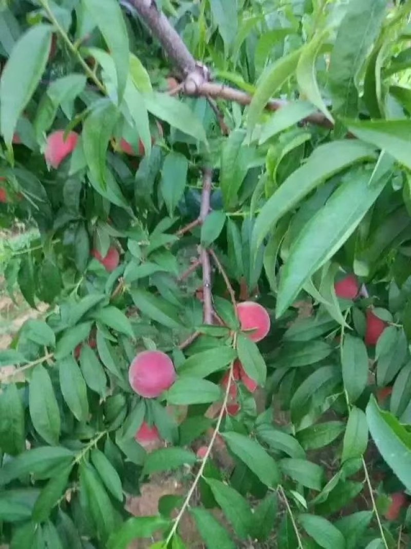 蒙阴蜜桃应季桃即将大量上市产地直供货源充足