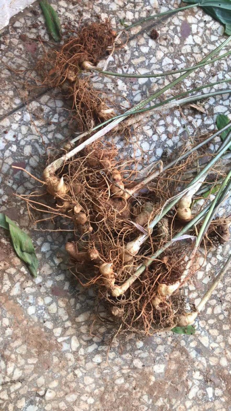 多花姜型倒苗甜黄精苗