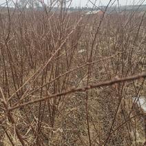 红叶榆叶梅陆地工程小灌木根须好易成活现货随时起苗发货