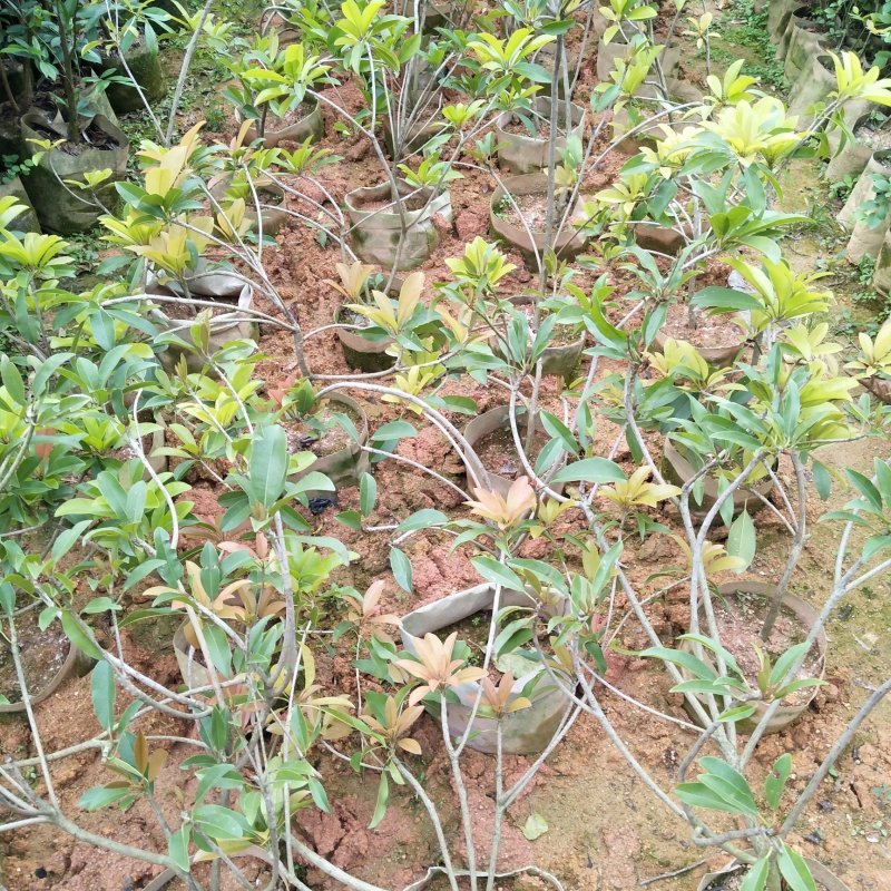 人心果苗，庭院阳台可以种植！想种植的老板联系