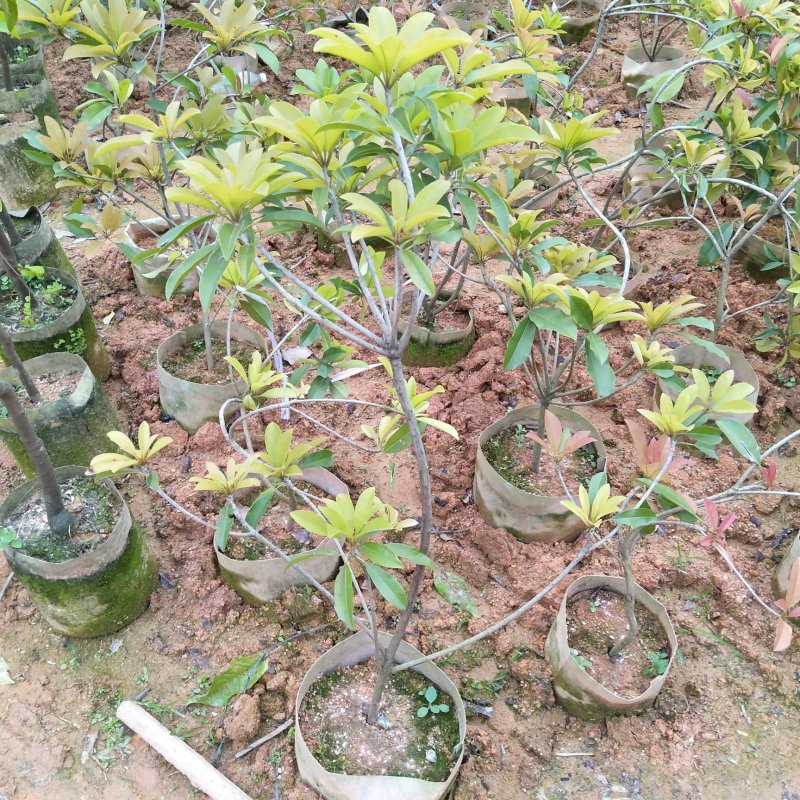 人心果苗，庭院阳台可以种植！想种植的老板联系