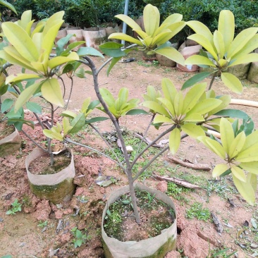 人心果苗，庭院阳台可以种植！想种植的老板联系
