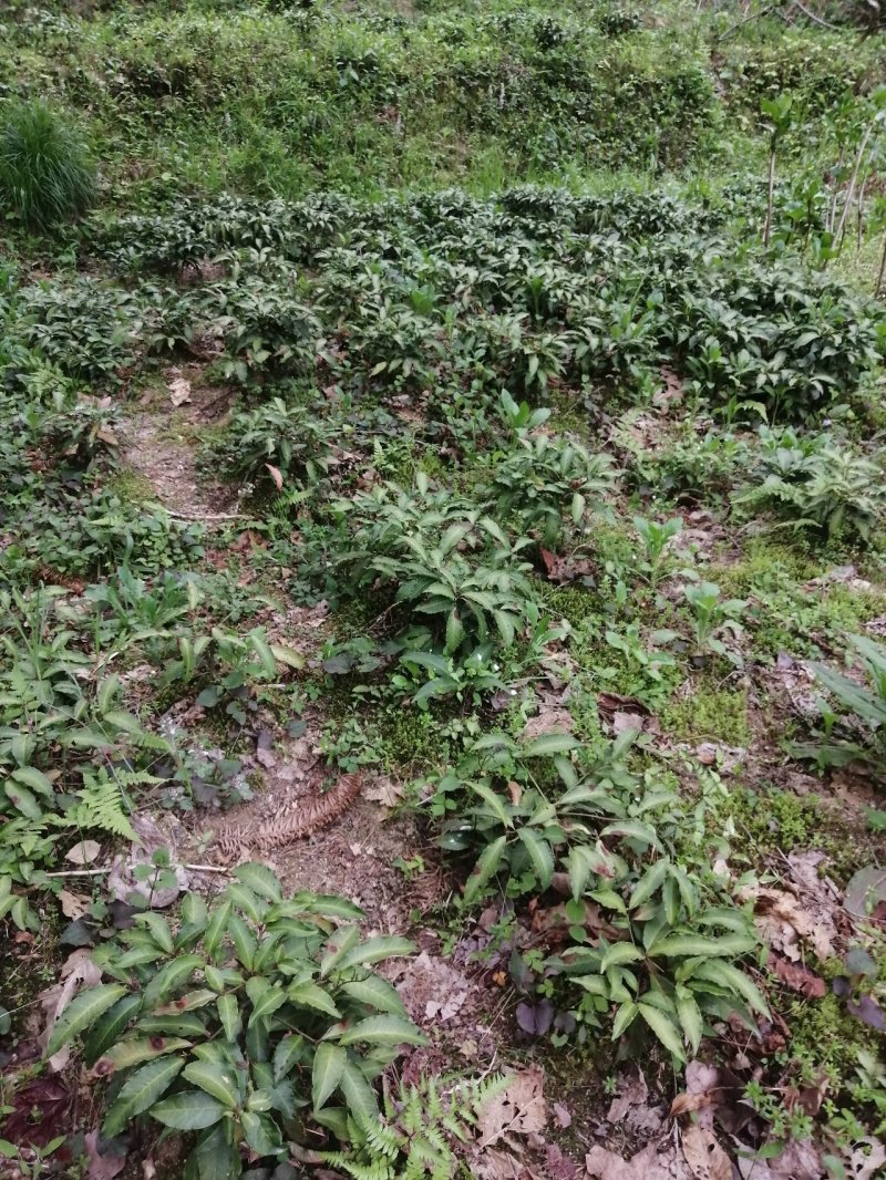 贝母药用，花也是观赏的