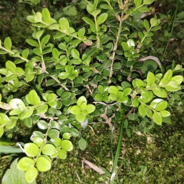 鱼鳞木又名珍珠黄杨纯种野生精品
