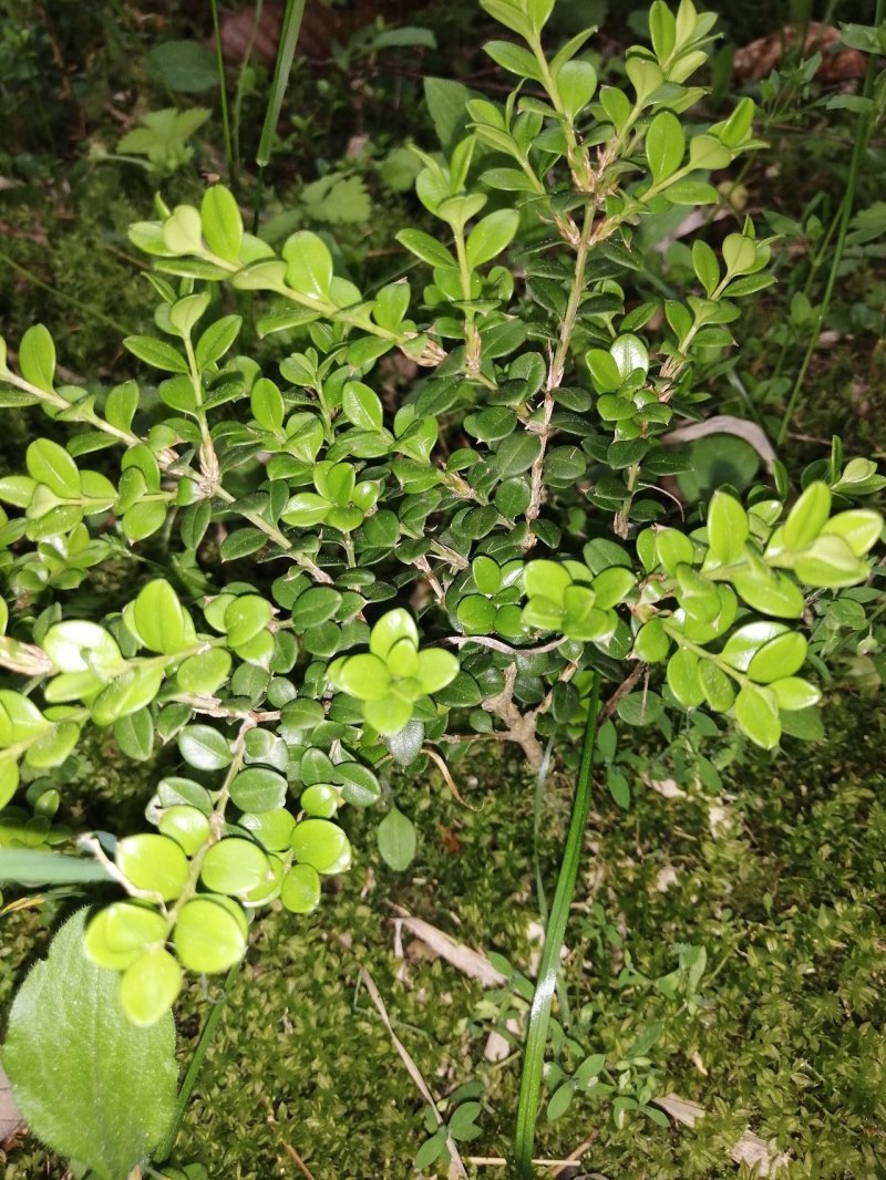 鱼鳞木又名珍珠黄杨纯种野生精品
