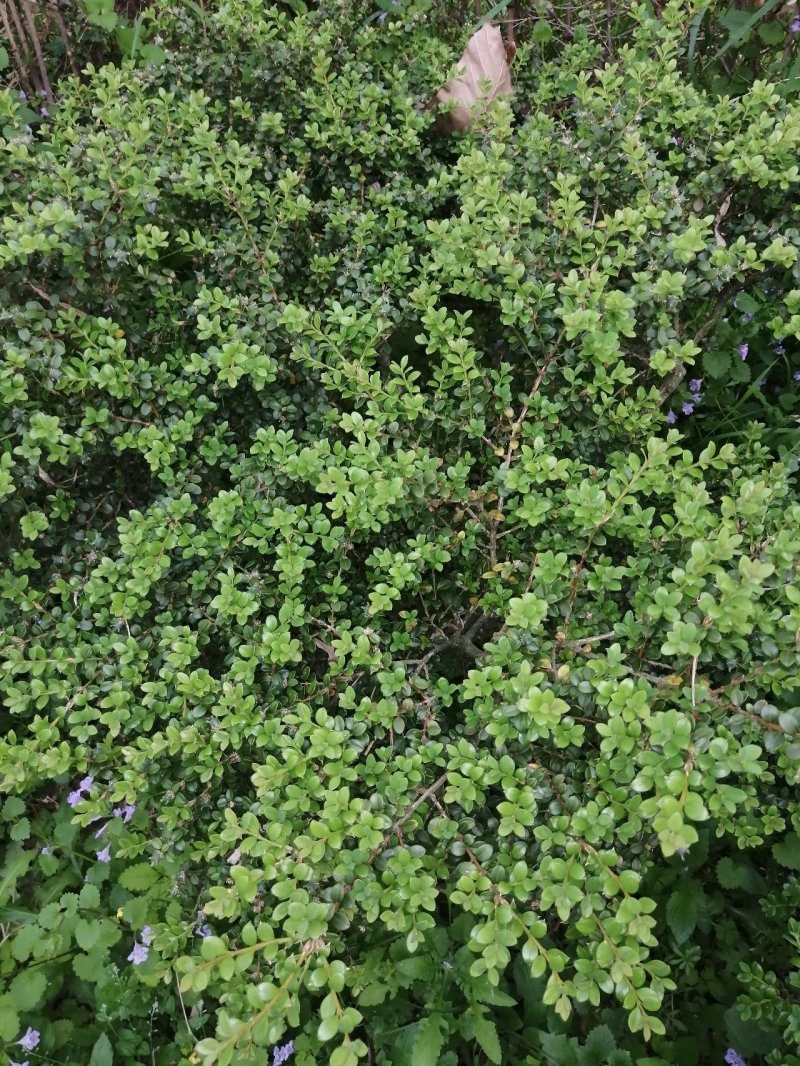 鱼鳞木又名珍珠黄杨纯种野生精品