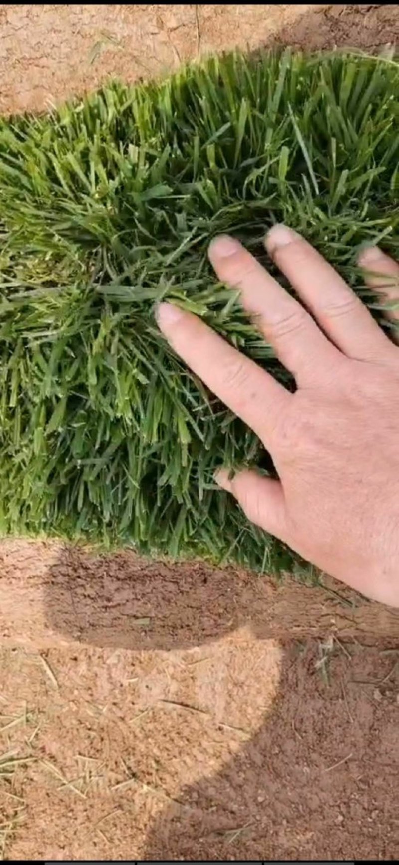 草坪草皮