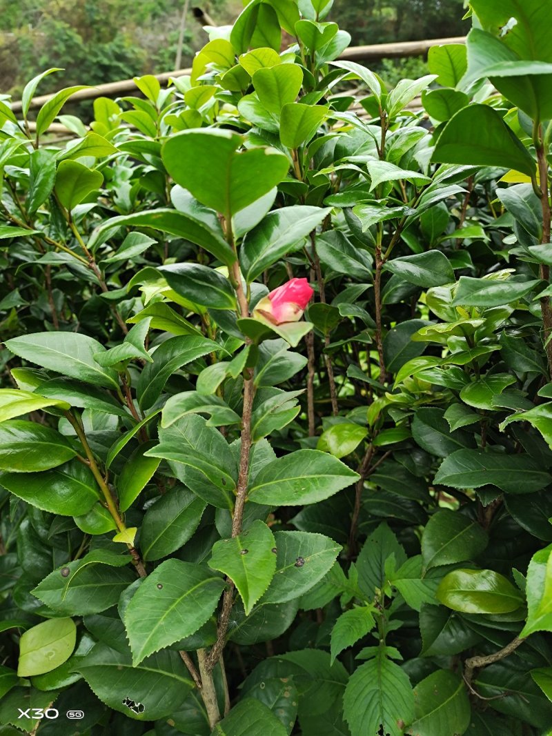 红花油茶苗，产地直供，支持线上保障交易。