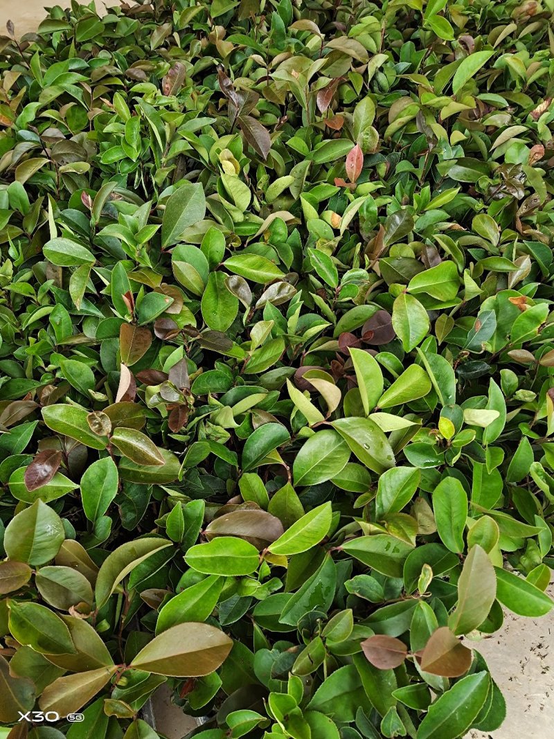 红花油茶苗，产地直供，支持线上保障交易。