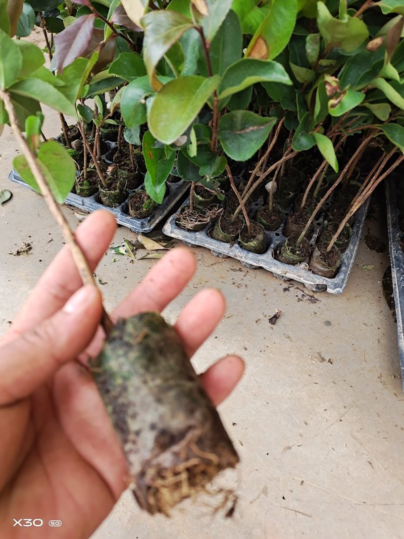 红花油茶苗，产地直供，支持线上保障交易。