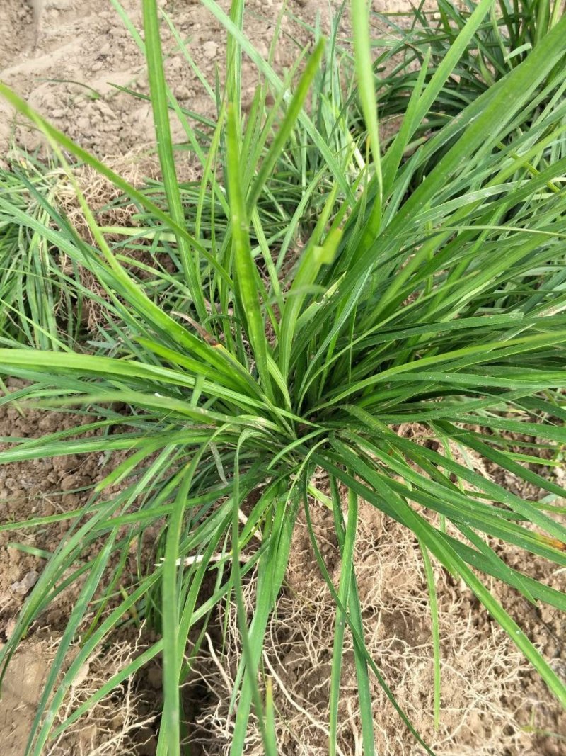 麦冬草