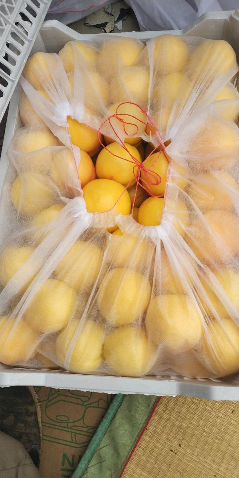 黄油桃套袋黄油桃河北套袋黄油桃大黄油套袋48油桃