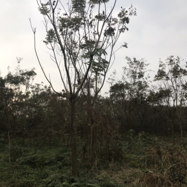 栾树成都栾树基地直销四川栾树基地熟货直销