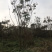 栾树成都栾树基地直销四川栾树基地熟货直销