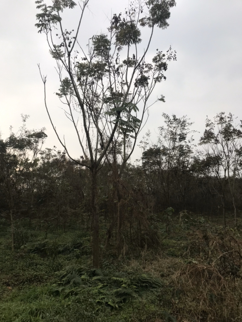 栾树成都栾树基地直销四川栾树基地熟货直销