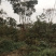 栾树成都栾树基地直销四川栾树基地熟货直销