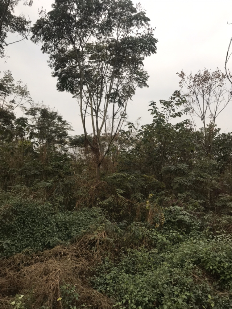 栾树成都栾树基地直销四川栾树基地熟货直销
