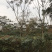 栾树成都栾树基地直销四川栾树基地熟货直销