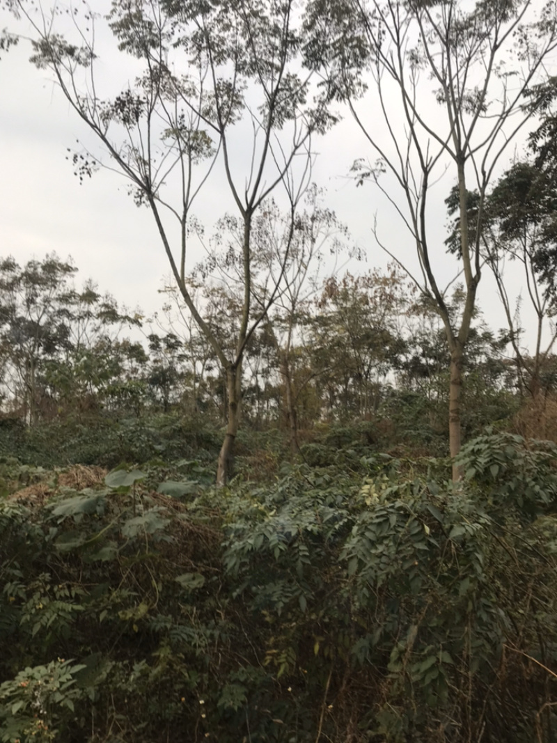 栾树成都栾树基地直销四川栾树基地熟货直销